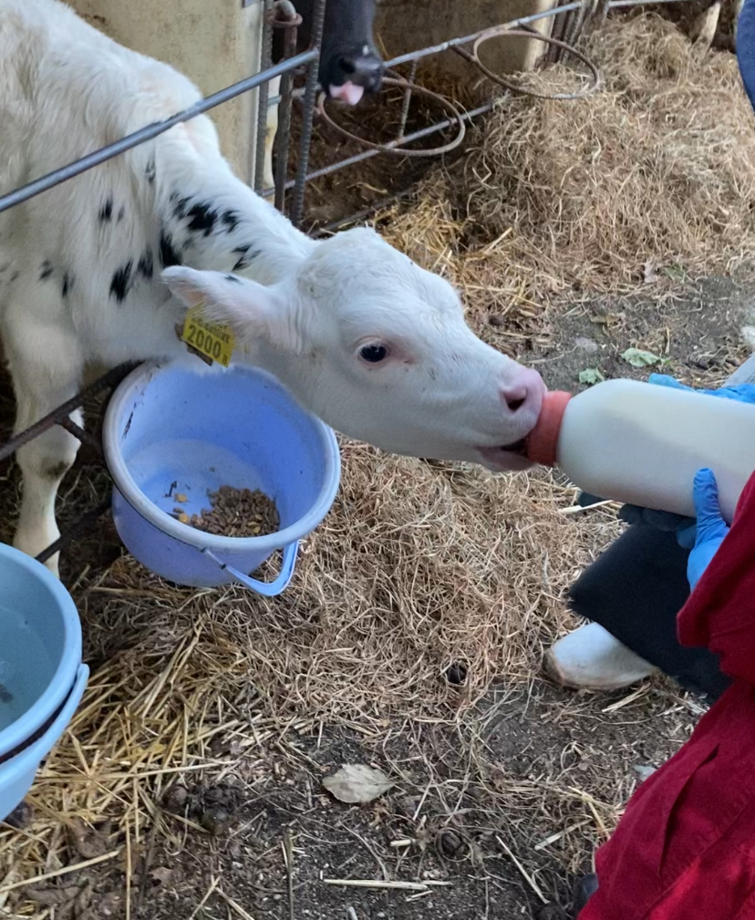 子牛のミルクやり